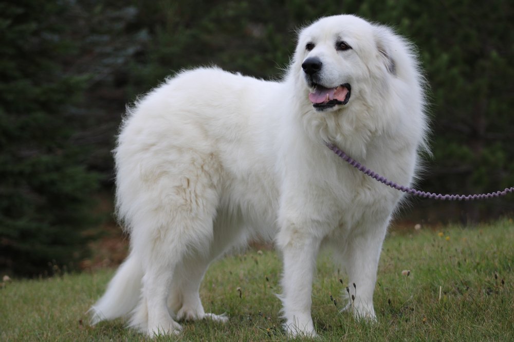 great pyrenees dog on a leash outdoors