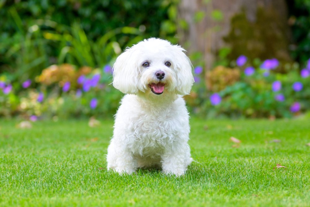 White Havanese dog sitting on the grass