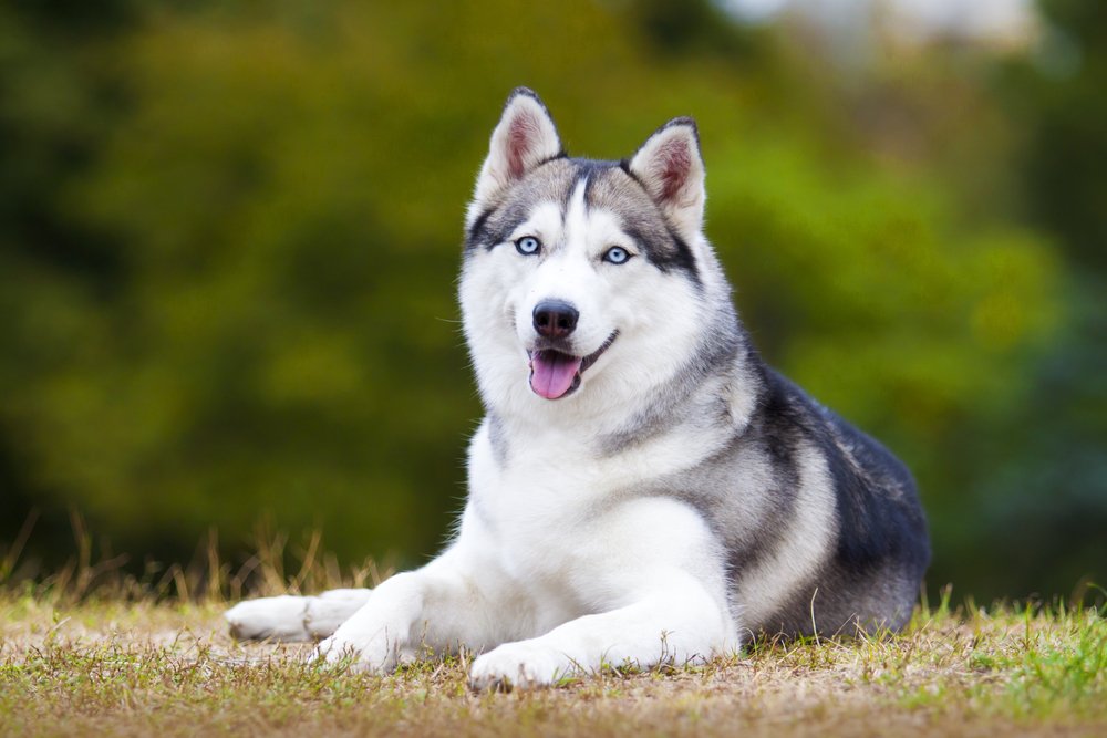 portrait of siberian husky outdoors