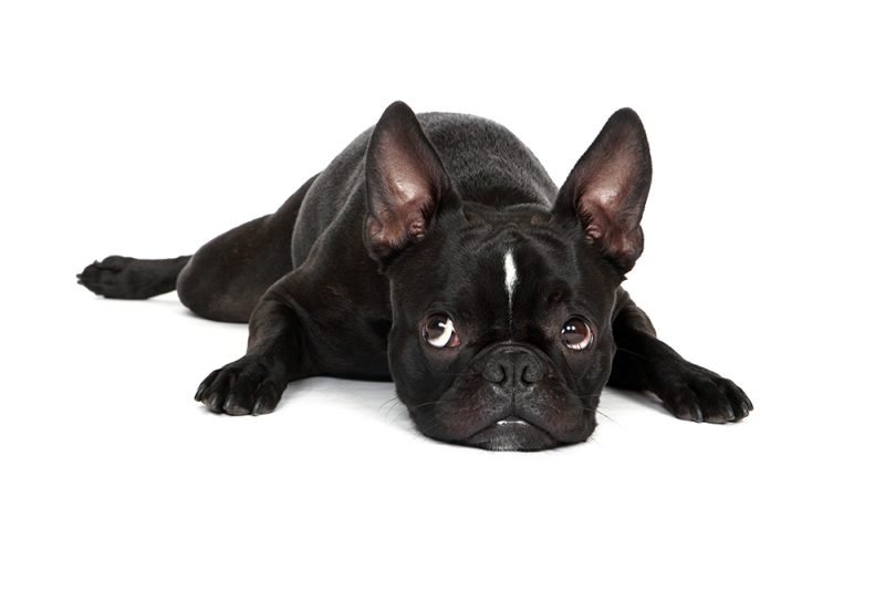 black frenchton resting