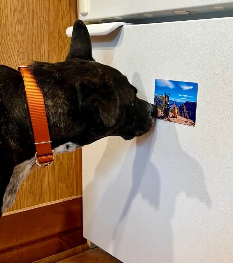 Brindle dog looking at a photo of two dogs at the south rim of the Grand Canyon