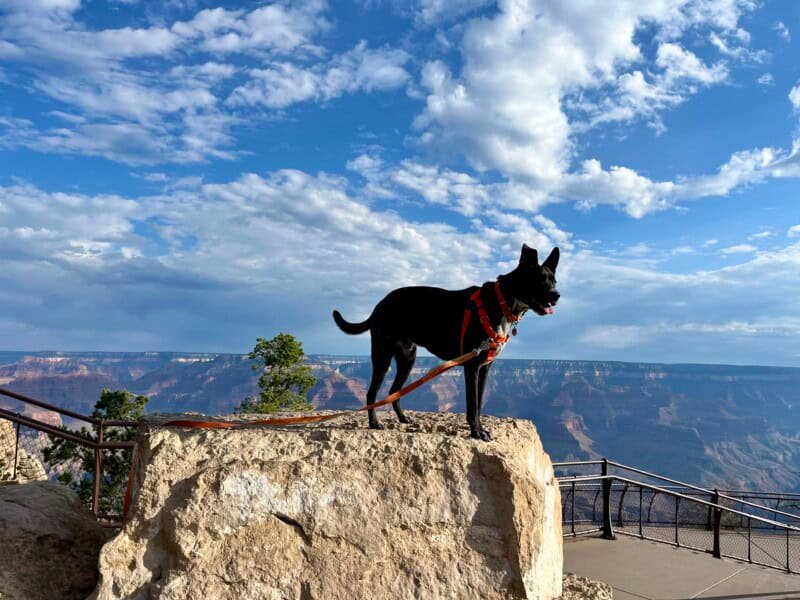 Brindle dog on a rock outcropping at Grand Canyon National Park