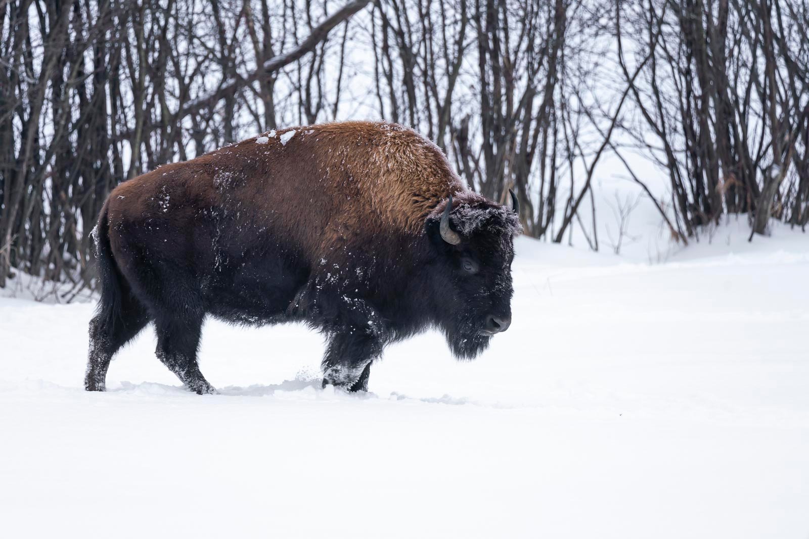 Best Winter Vacations in the US Yellowstone National Park