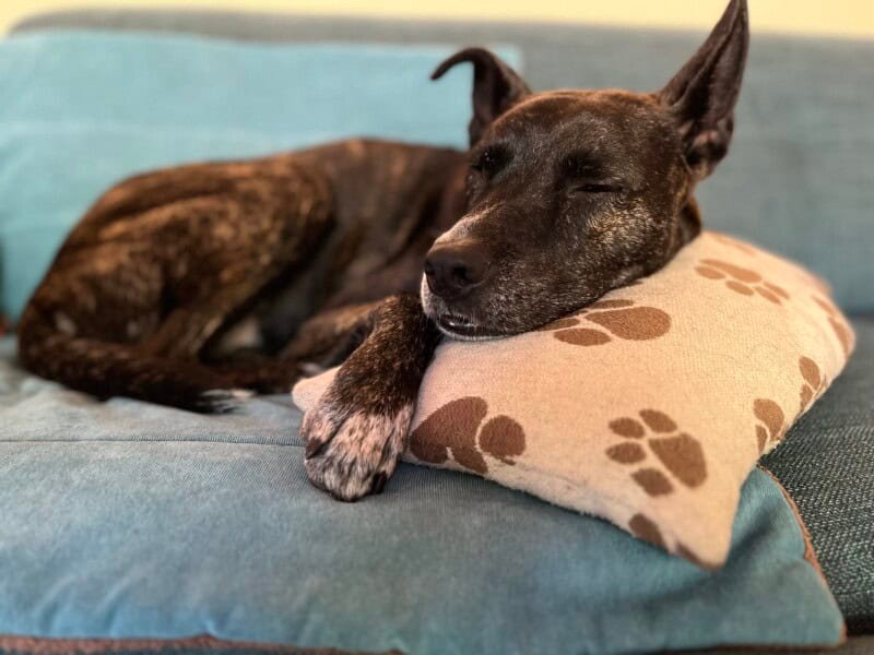 Brindle dog sleeping on a pillow covered in paw prints