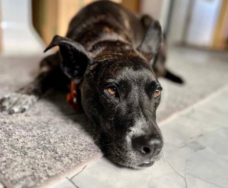 Brindle dog laying on a rug looking annoyed after being sprayed by a skunk