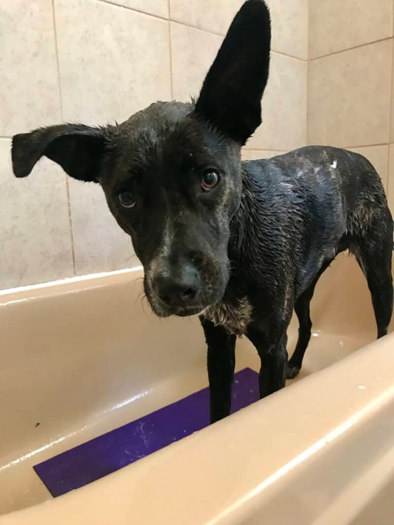 Brindle dog in a bathtub after being sprayed by a skunk