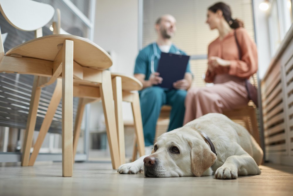 labrador retriever dog lying on the floor in the vet clinic