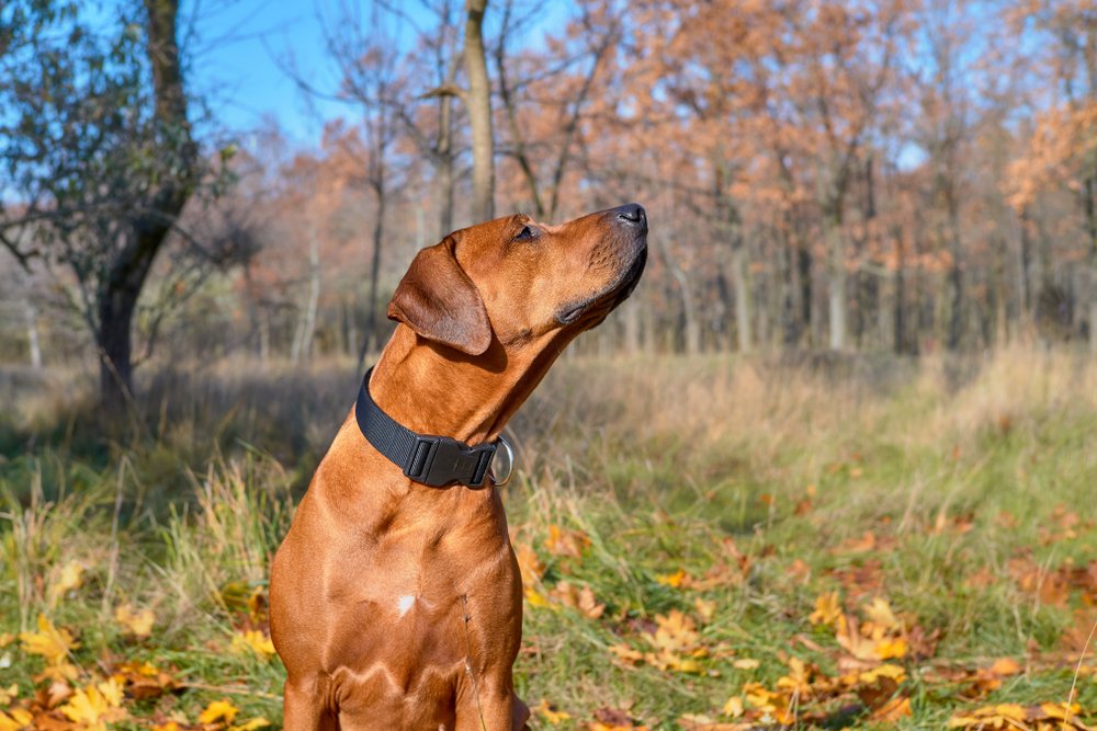 brown dog with collar sniffing in the forest