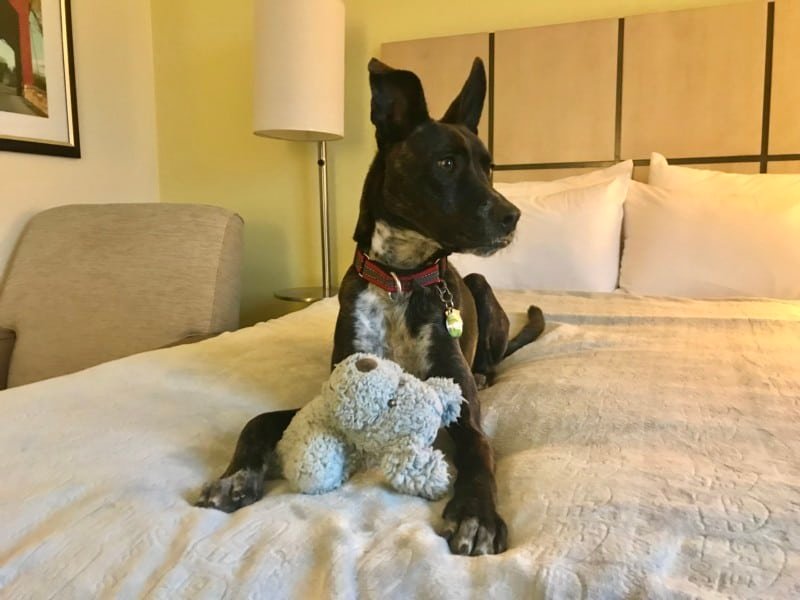 Brindle dog laying on a hotel bed holding a stuffed puppy