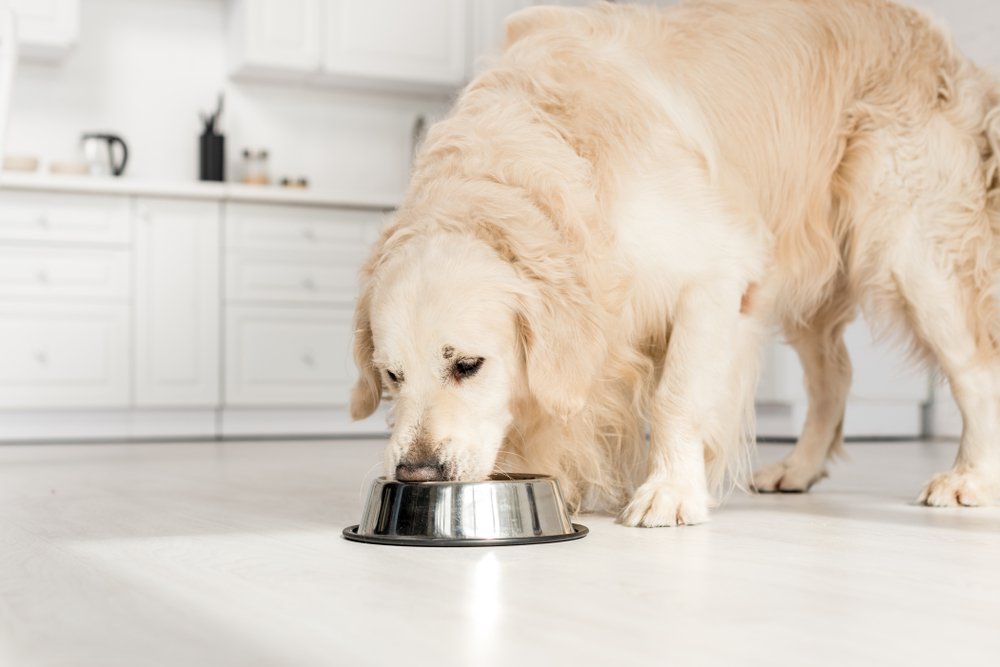 golden retriever eating from bowl