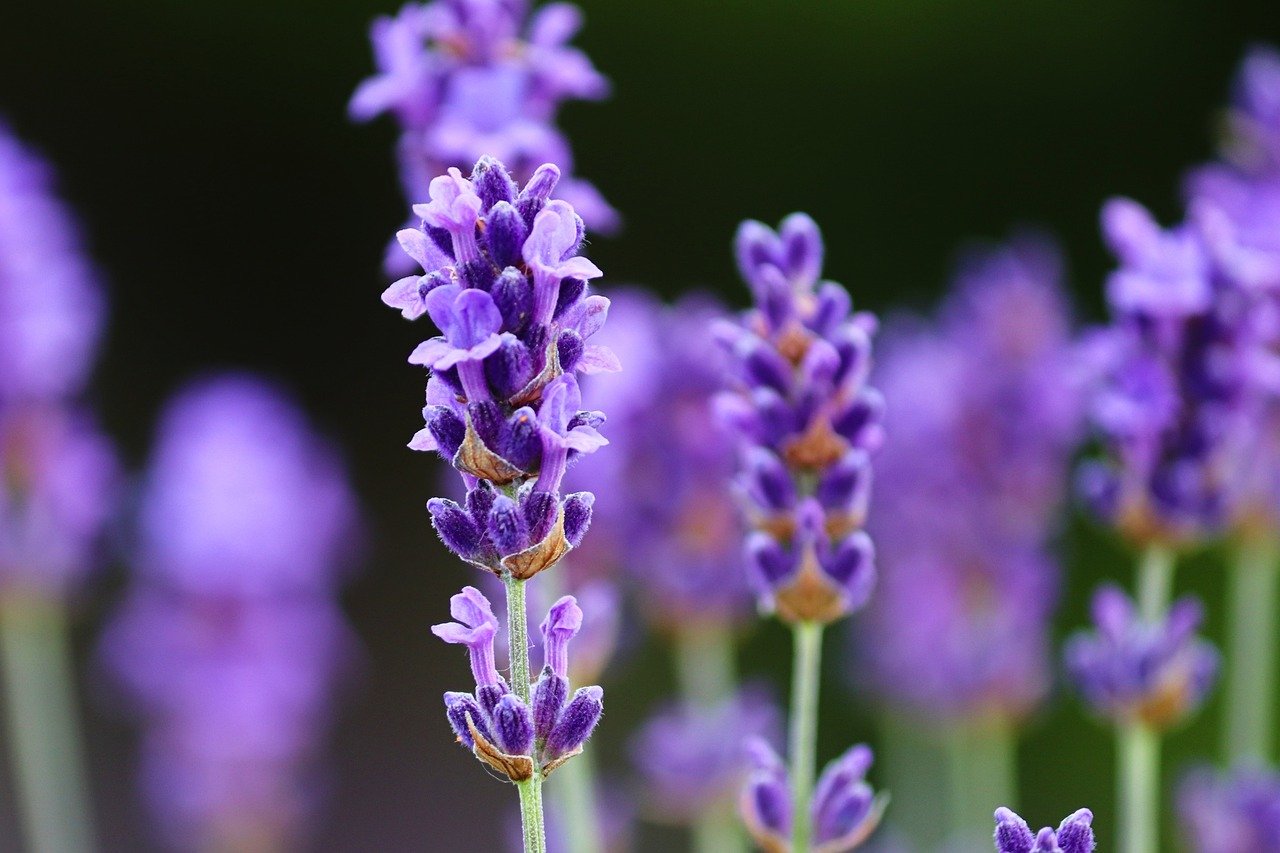 lavender plants