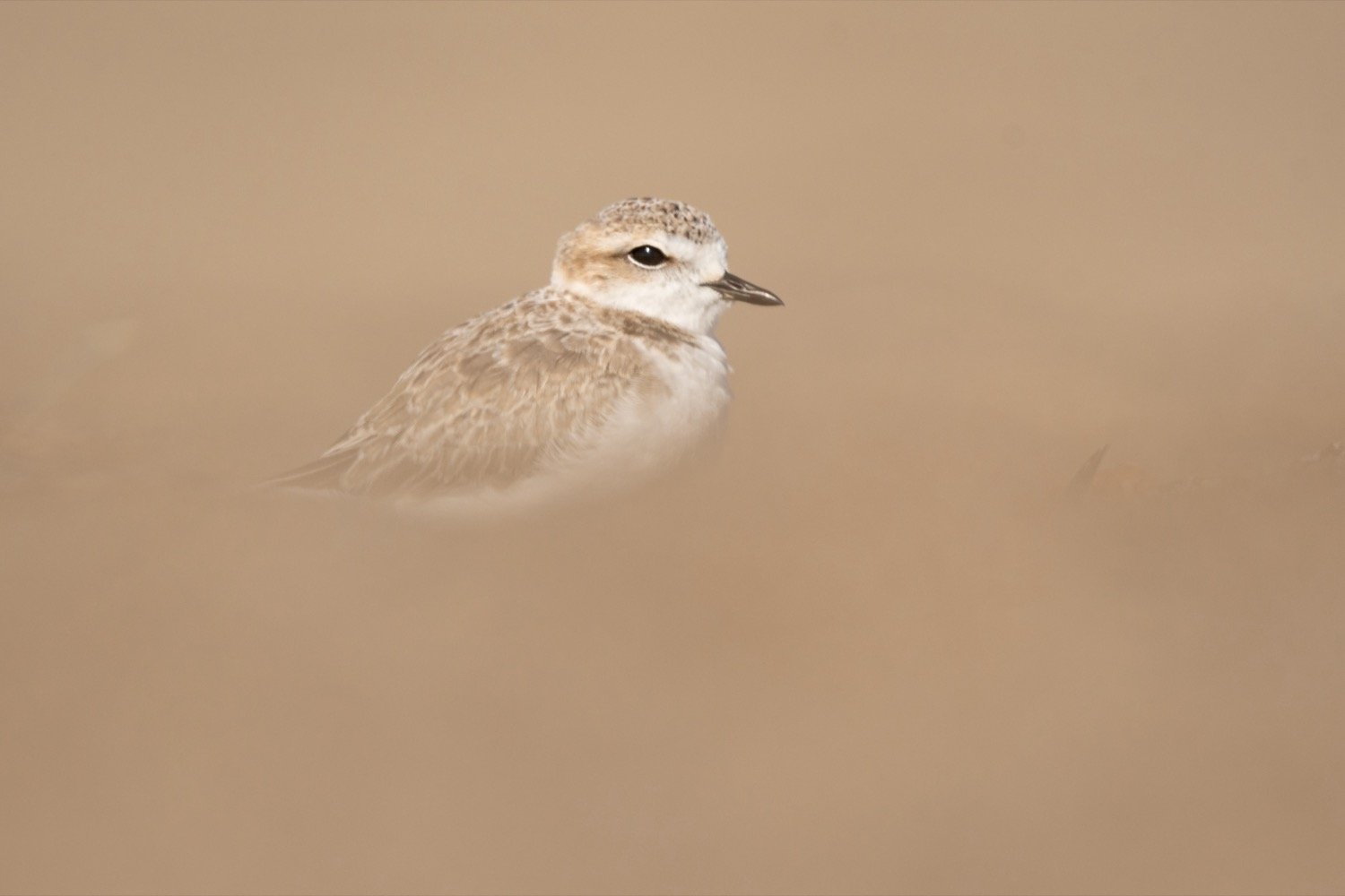 An adult snowy plover