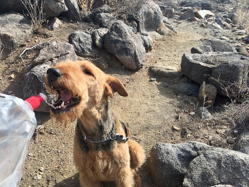 Choosing the Right Cooling Vest for Your Dog | GoPetFriendly.com