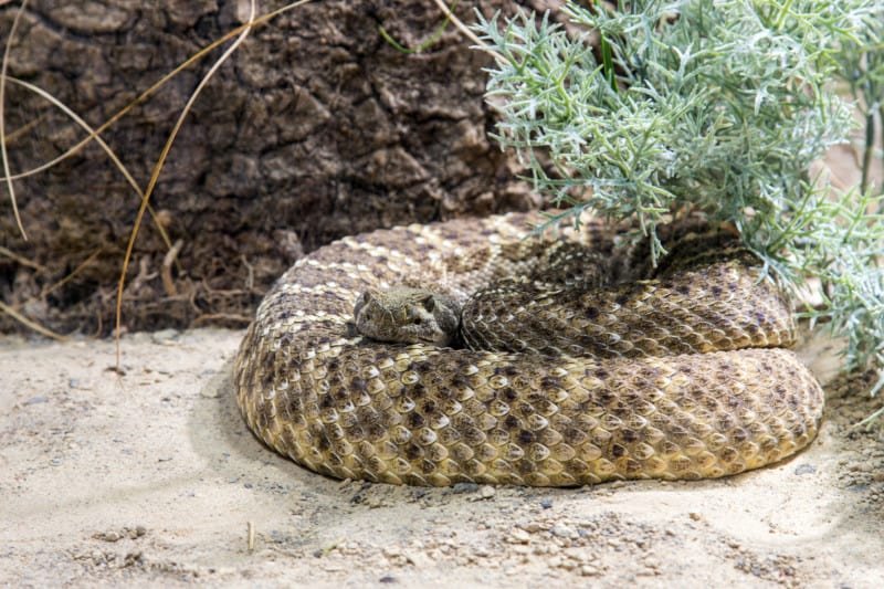 Western diamondback rattlesnake