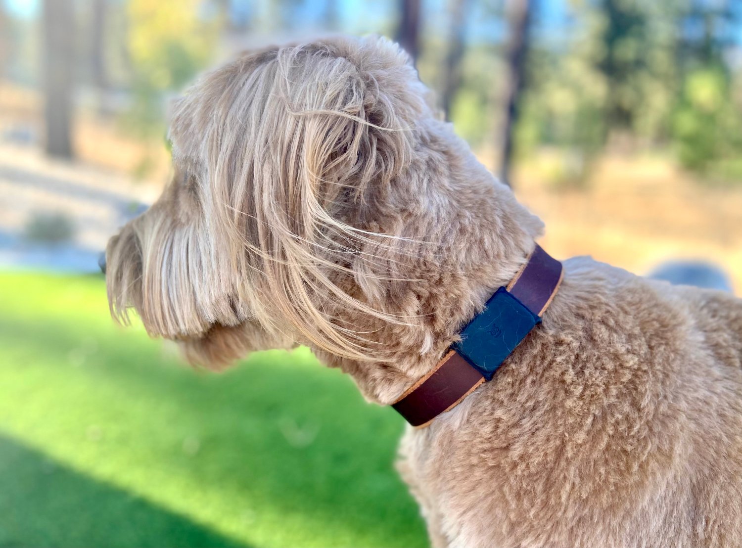 Pebblebee Bluetooth Trackers - Micah wearing Tag on collar