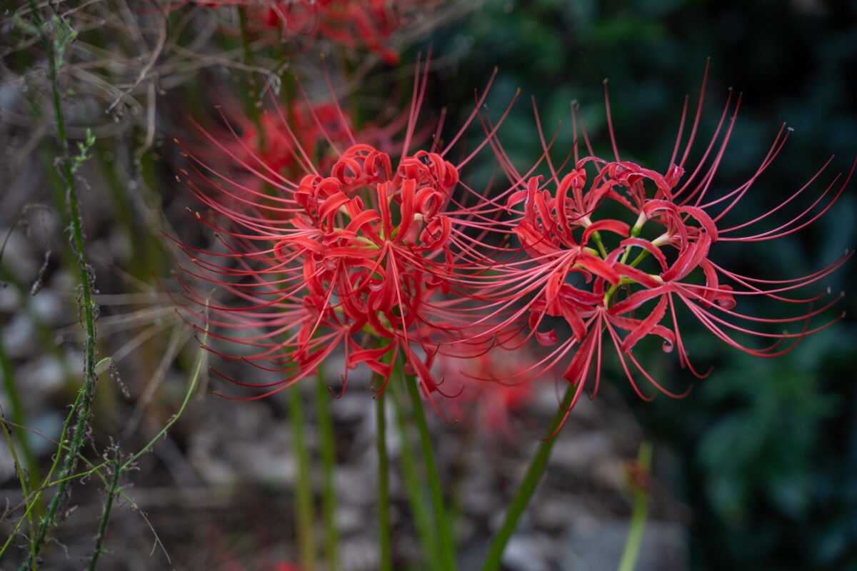 Shikoku island flowers