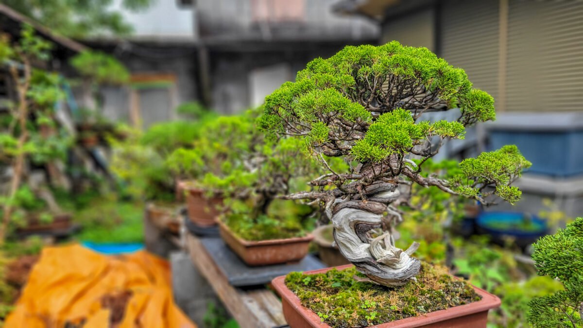 bonsai trees japan