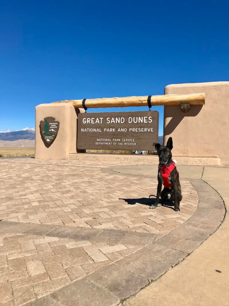 Brindle dog sitting beside the sign for Great Sand Dunes National Park in Colorado