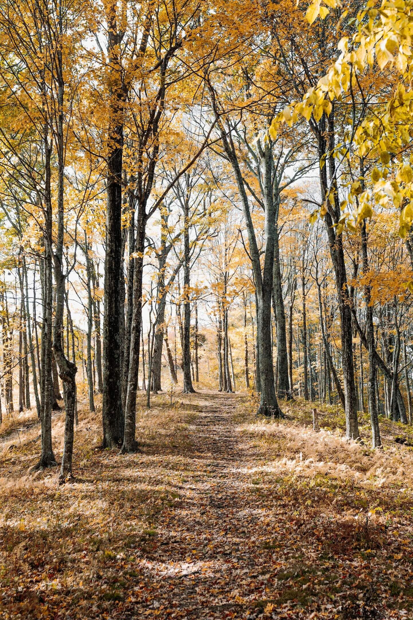 A forest in the fall season, with a walking path in the middle of the frame and tall, golden-hued trees on either side.