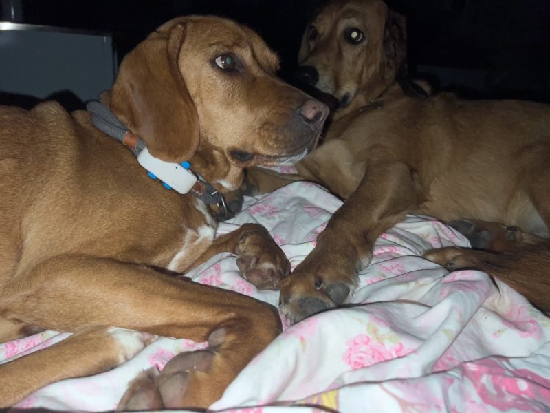 Lava and Hela sharing the bed