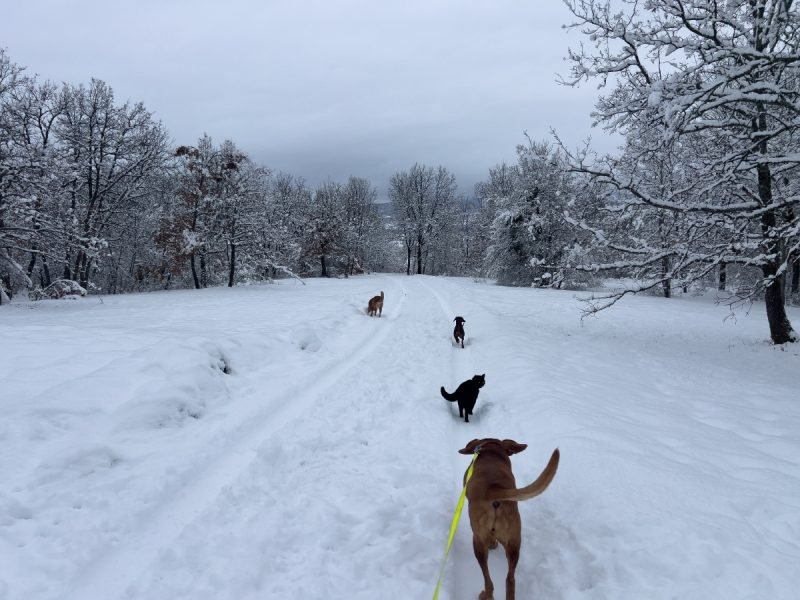 Miki with the dogs walking in the snow